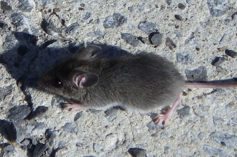 A gray-brown house mouse with large round ears and a long tail, seen from above on a concrete surface.