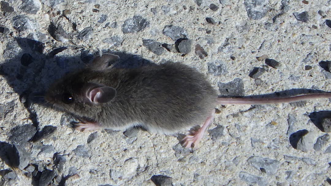 A gray-brown house mouse with large round ears and a long tail, seen from above on a concrete surface.
