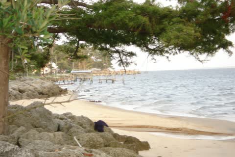 Sandy riverbank with rocks and an overhanging pine beside the wide Neuse River at Arapahoe