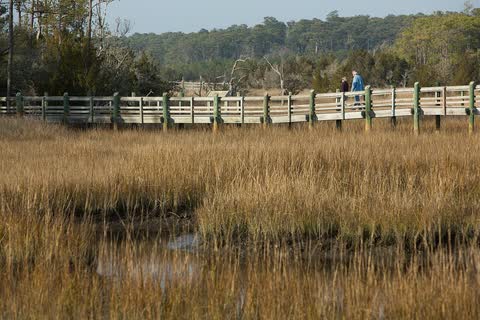 A wooden boardwalk crossing golden salt-marsh grass on the Tideland Trail
