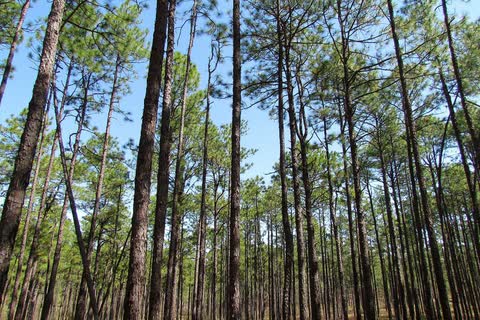 Tall straight longleaf pines against a blue sky