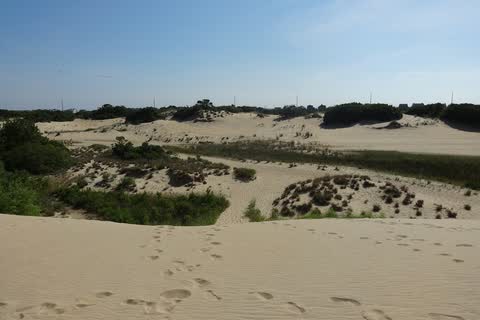 Tall sand dunes with patches of shrubs at Jockey's Ridge