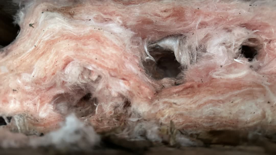Close-up of old pink fiberglass insulation with tunnels and holes left by small animals.